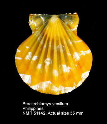 Bractechlamys vexillum.jpg - Bractechlamys vexillum(Reeve,1853)